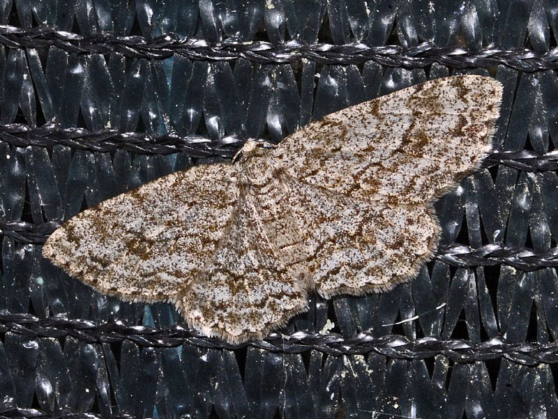 Un''altra falena sulla rete ...Ectropis crepuscularia, Geometridae